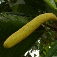 Artocarpus nobilis Thwaites